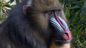 Animal Tracking with FEIG RFID